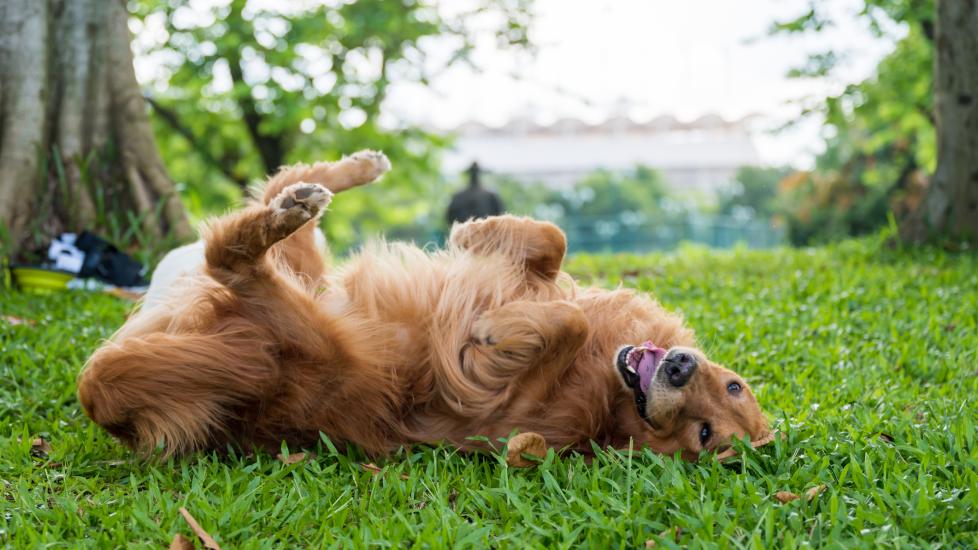 grass allergies in dogs; a dog rolls around in the grass.